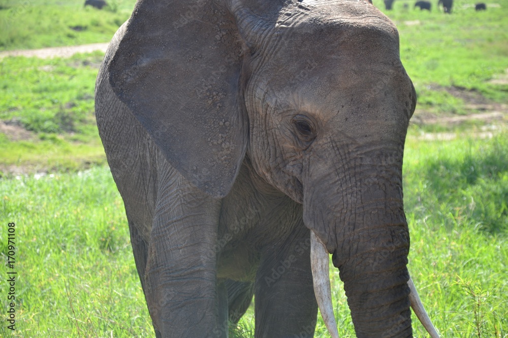 Fototapeta premium baby elephant - Tanzania