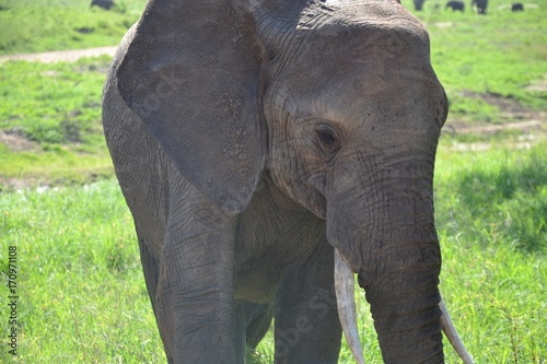 baby elephant - Tanzania