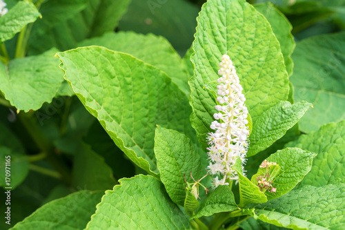 Indian pokeweed or Phytolacca acinosa photo