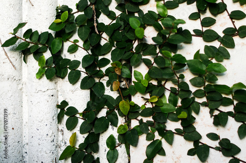 Plant wall photo