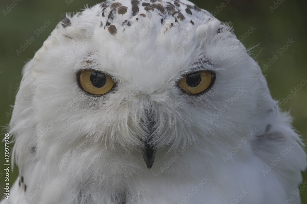 Obraz premium snowy owl, Bubo scandiacus