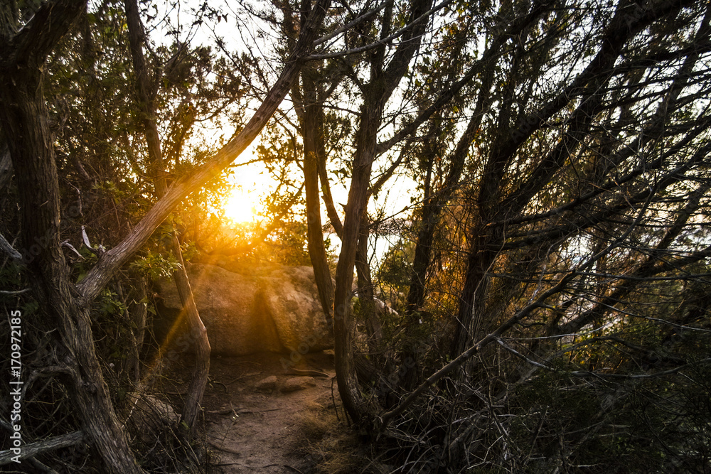 Obraz premium Sun between trees