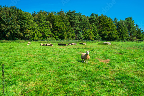 English countryside in Norfolk. Sheep grazing in a meadow.