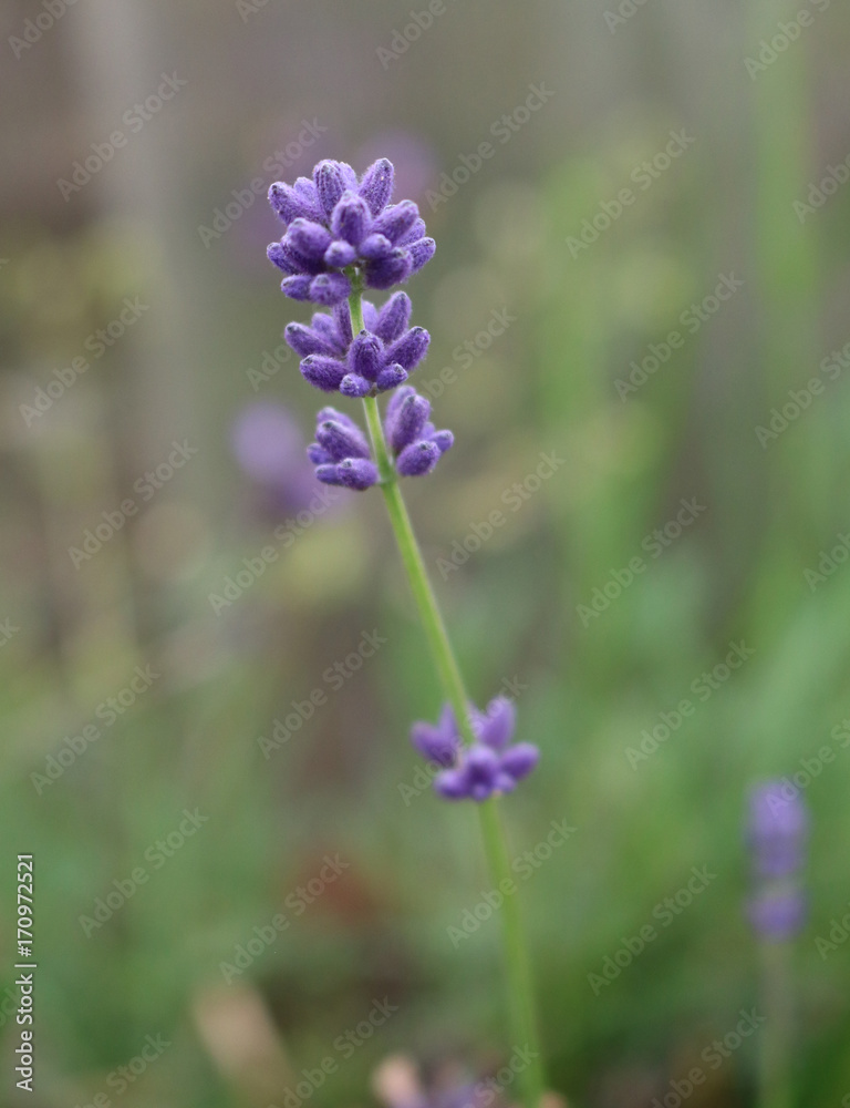 Lavender smell that relieves anxiety and dissatisfaction, irritation Lavender smell that relieves anxiety and dissatisfaction, irritation