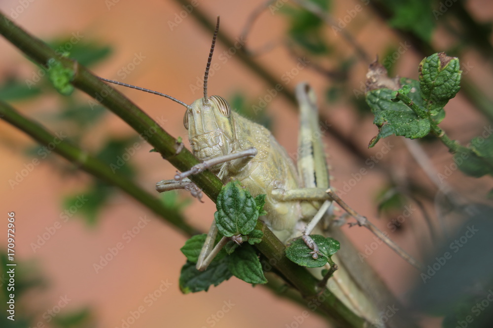 Fototapeta premium Grasshopper 4437