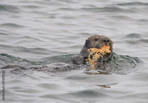 Sea Otter Eating Basket Star
