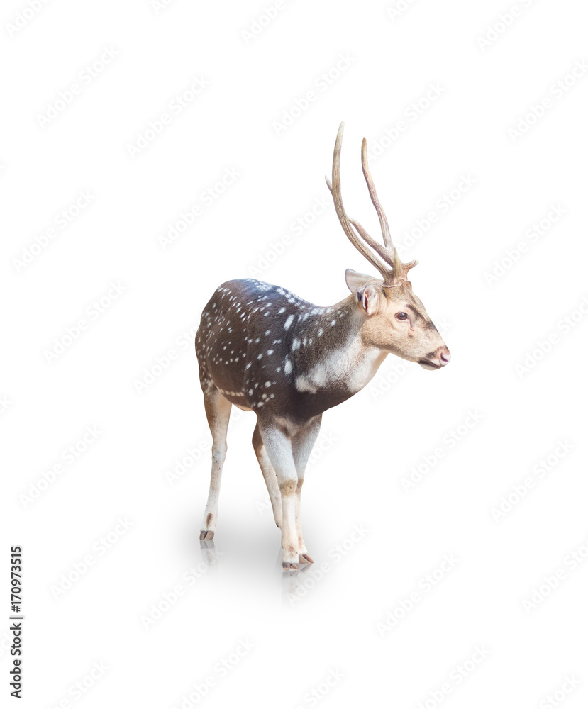 Naklejka premium The chital or spotted deer isolated on white background(clipping path)
