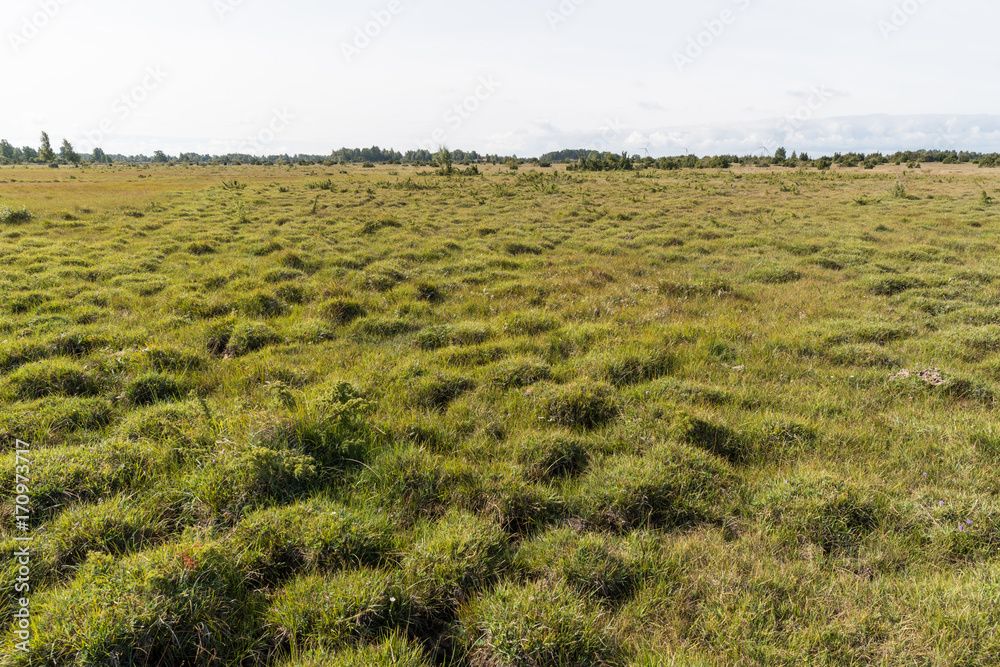 Obraz premium Wide open landscape with grass tufts