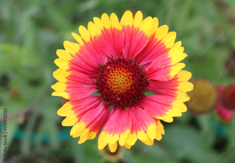 Gaillardia ornamental plants of the family of asters Gaillardia ornamental plants of the family of asters