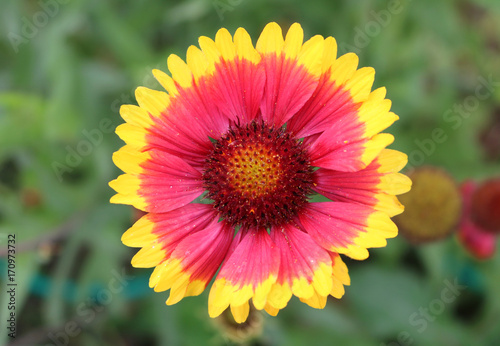 Gaillardia ornamental plants of the family of asters