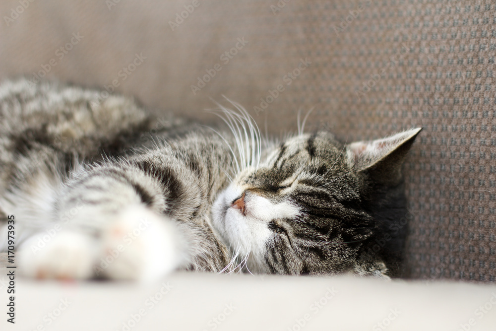 Naklejka premium Schlafende Katze