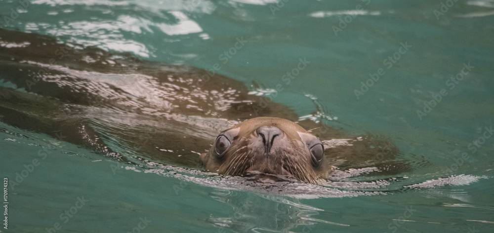Obraz premium Curious Sea Lion, Anian Islands, Alaska