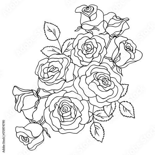 vector contour illustration of rose flowers