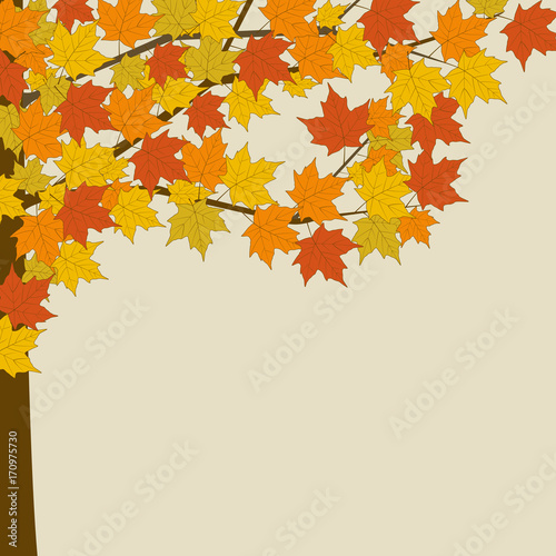 Autumn maple. Tree with yellow leaves. 