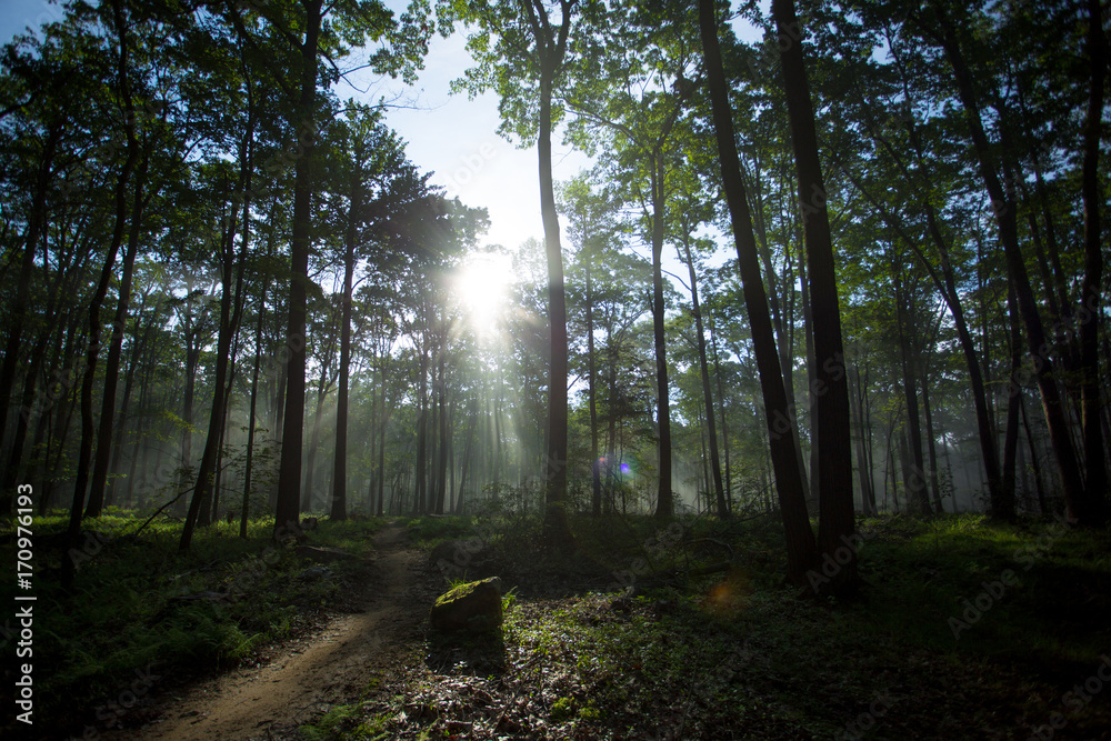Fototapeta premium Foggy Woods