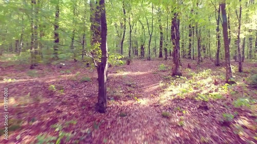 Walking on a path in the forest