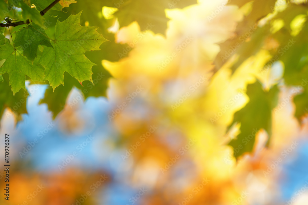 yellow maple leaves in autumn with beautiful sunlight