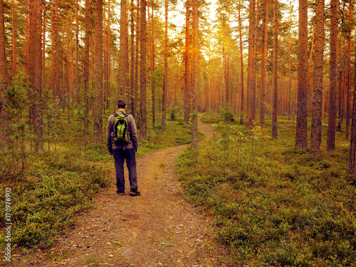 male tourist with a backpack in a pine forest on a path at sunset