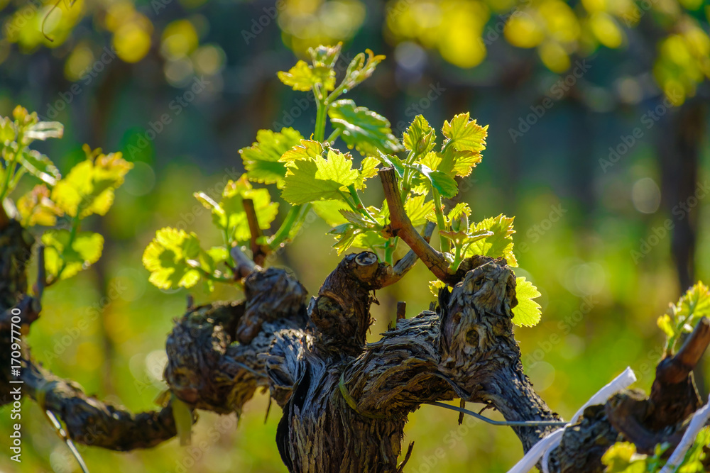 Les feilles des vignes au printemps. Provence, France.