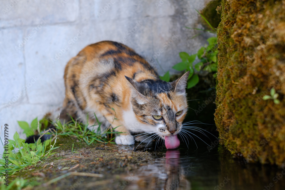 Un Chat Calico Qui Boit De L Eau Dans Le Fontaine Village De Lourmarin Provence France Stock Photo Adobe Stock