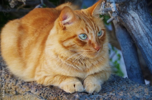 red tabby cat lying on a stone fence