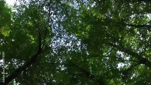 Walking in the forest