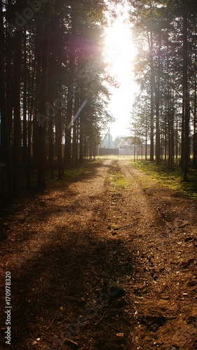 Солнце освещает лесную дорогу © svetlarud