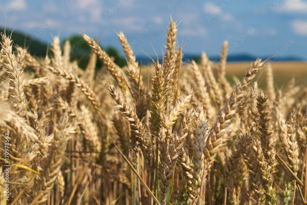 goldene Ähren goldene Ähren