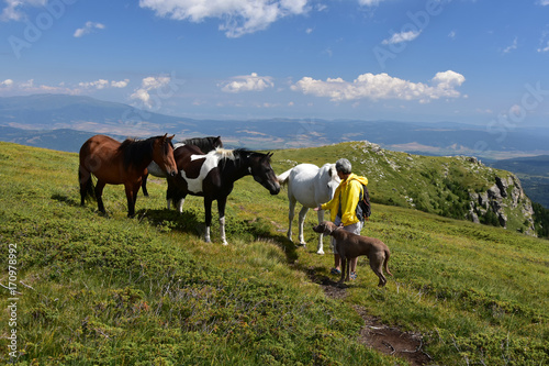 A woman with Weimaraner dog admiring herd of wild horses on pasture high in Rila Mountains, Bulgaria