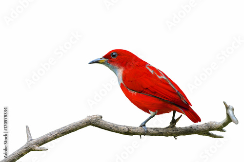 Foto Colorful bird isolated on branch with white background, Red bird.