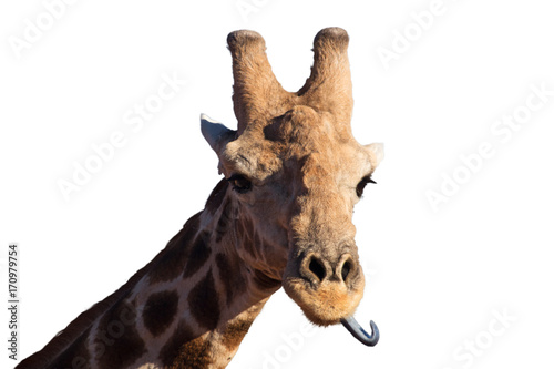 Fototapeta Naklejka Na Ścianę i Meble -  Freisteller/Nahaufnahme / Portrait einer afrikanischen Giraffe im Etosha Nationalpark, Namibia, Afrika, die die Zunge herausstreckt
