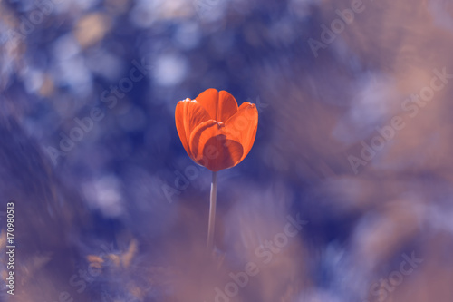Lonely red tulip on blue blurred background. Selective soft focus