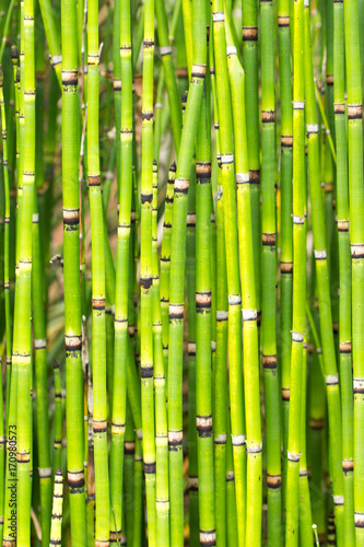 Fototapeta Naklejka Na Ścianę i Meble -  Grüne Bambusstangen