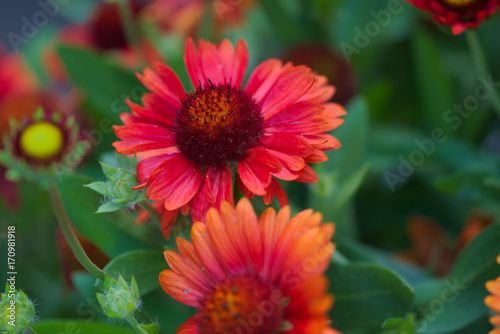 Gaillardia x grandiflora Burgunder