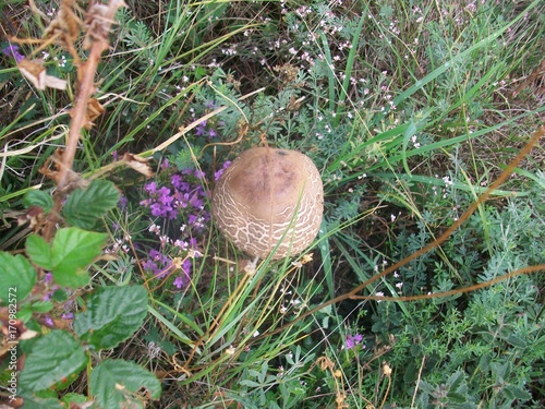 amanita