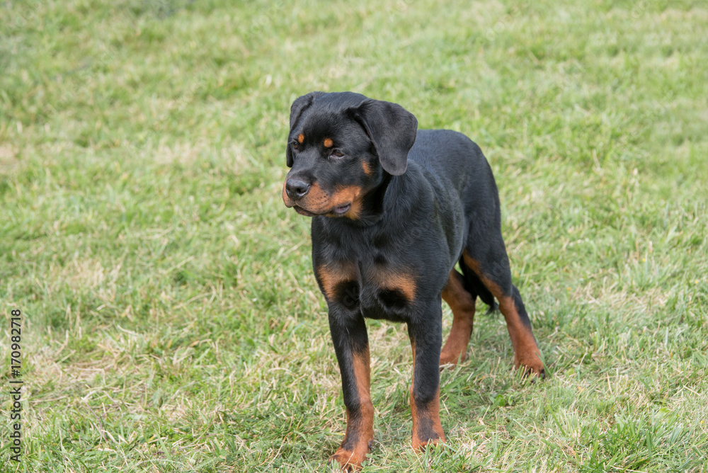 Young Purebred Rottweiler dog outdoors in the nature Young Purebred Rottweiler dog outdoors in the nature