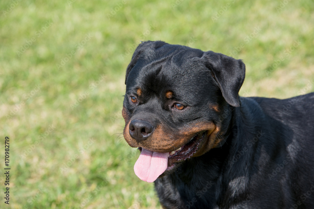 Head shot of Rottweiler . Selective focus on the dog Head shot of Rottweiler . Selective focus on the dog