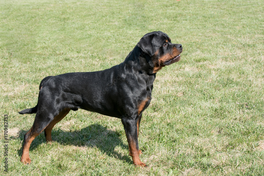 Rottweiler on the grass.Selective focus on the dog Rottweiler on the grass.Selective focus on the dog