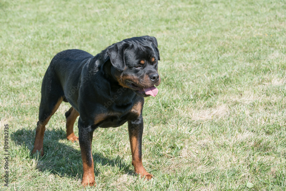 Fototapeta premium Rottweiler on the grass.Selective focus on the dog