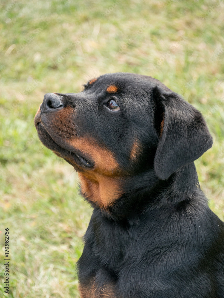 Young Purebred Rottweiler dog outdoors in the nature