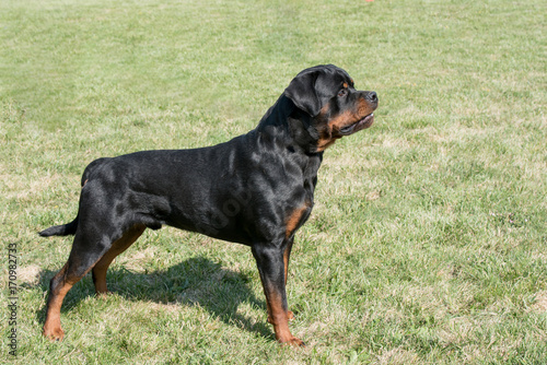 Rottweiler on the grass.Selective focus on the dog