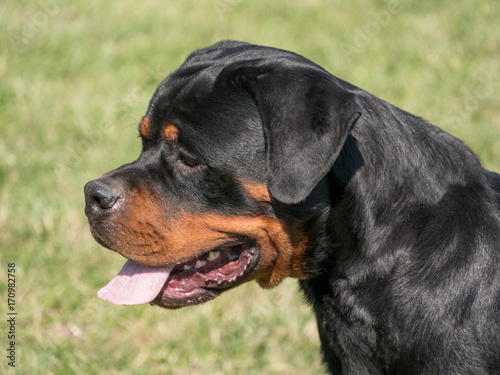 Head shot of Rottweiler . Selective focus on the dog © popovj2