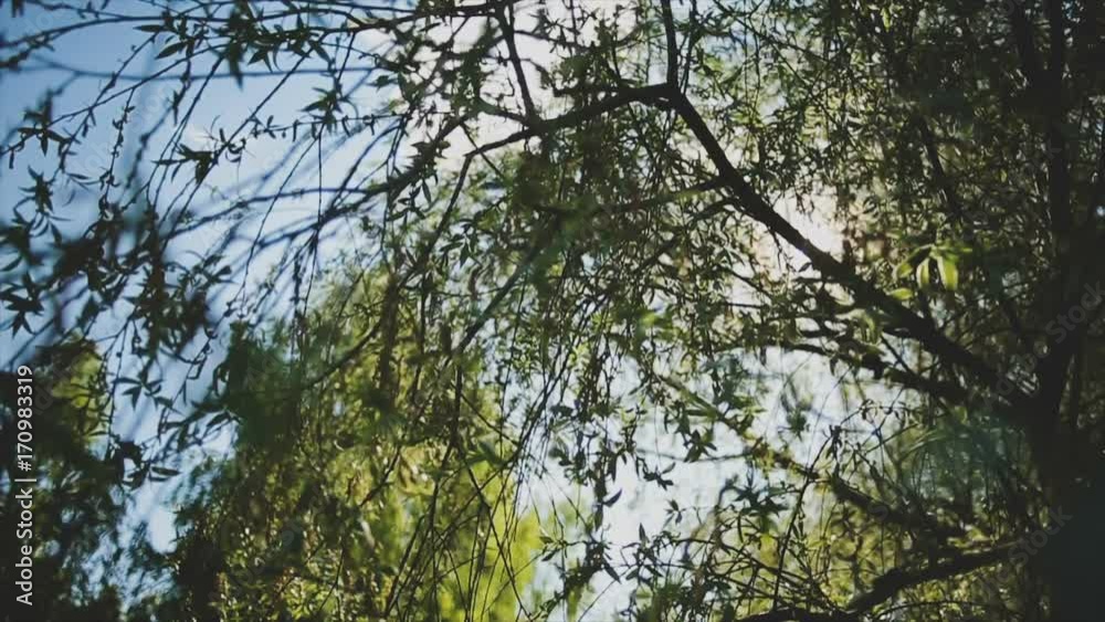 The sun's rays shine through the branches and leaves of the tree The sun's rays shine through the branches and leaves of the tree
