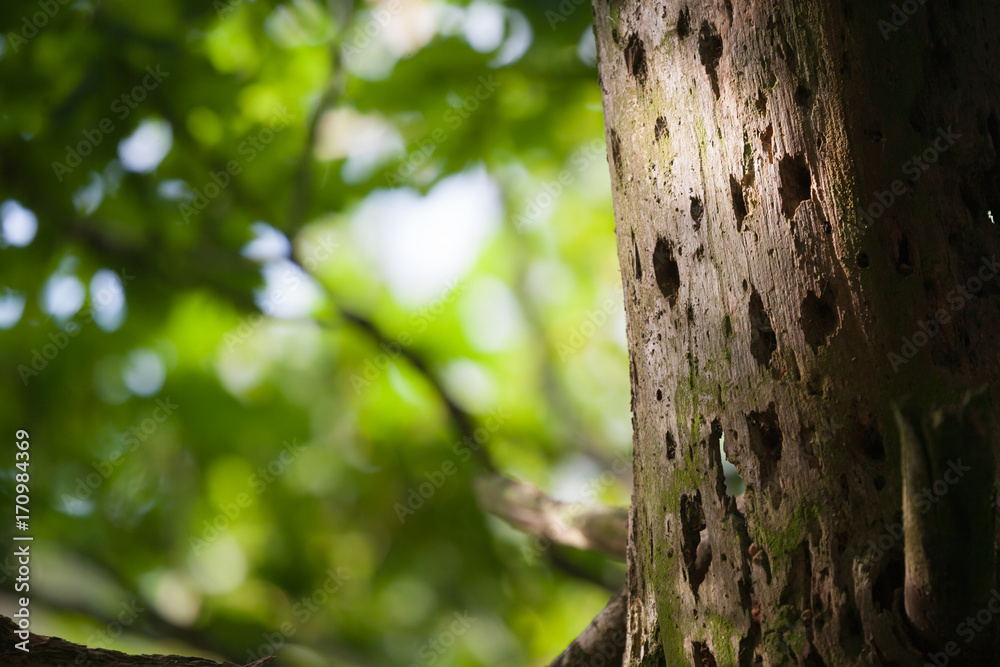 woodworm holes in old tree trunk woodworm holes in old tree trunk