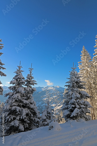 Schneebedeckte Tannen in den Bergen, nahe Zell am Ziller in den Alpen in Österreich