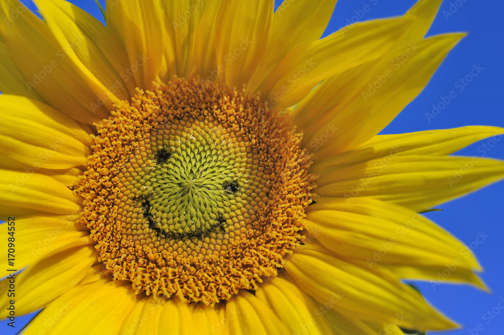 Obraz premium Sonnenblume