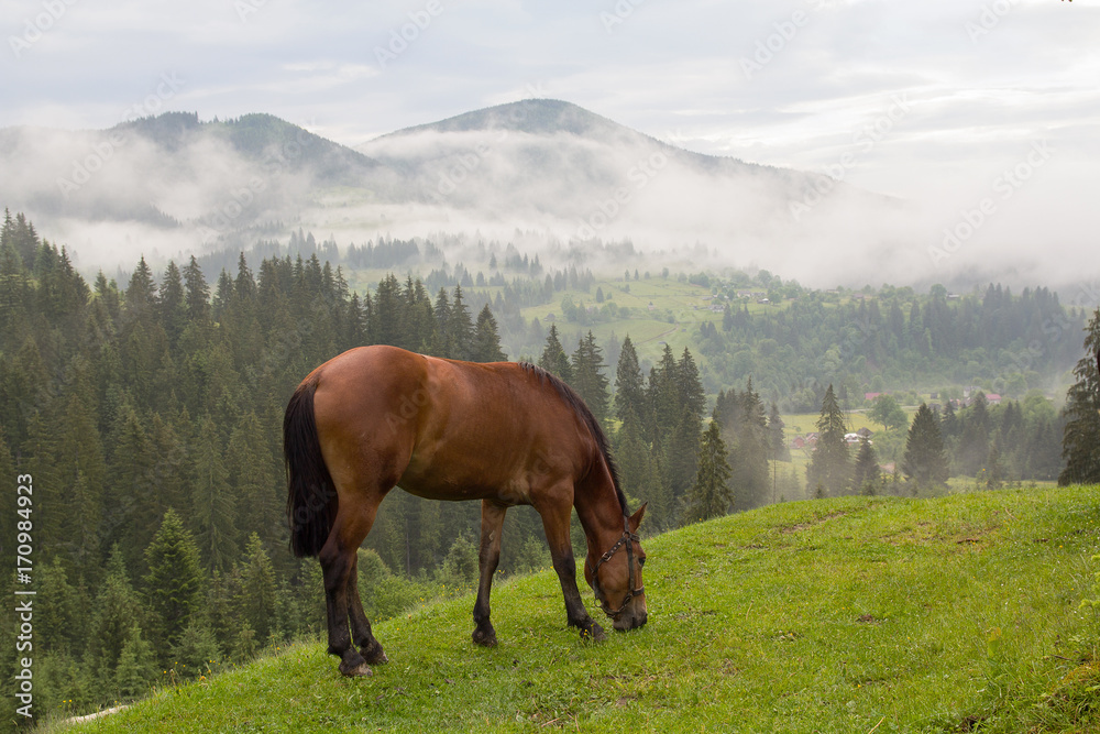 Horse grazes in the morning on the mountain pasture. Carpathians