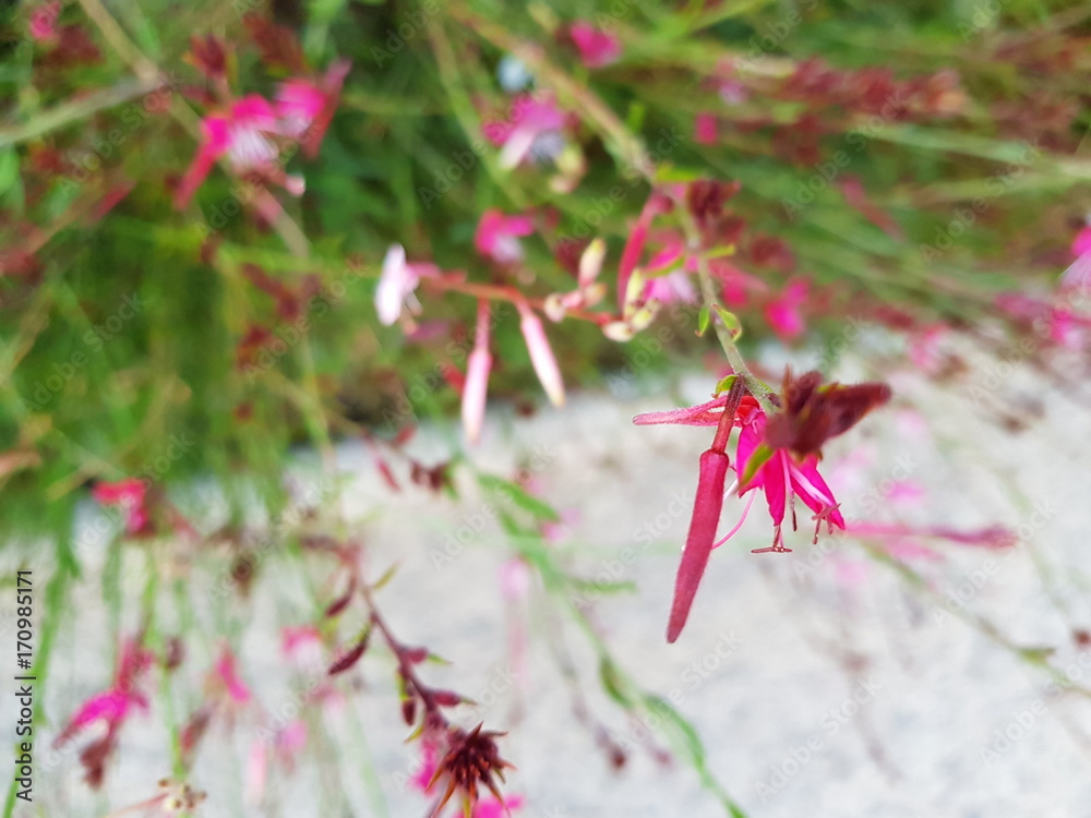 Blumen Blumen