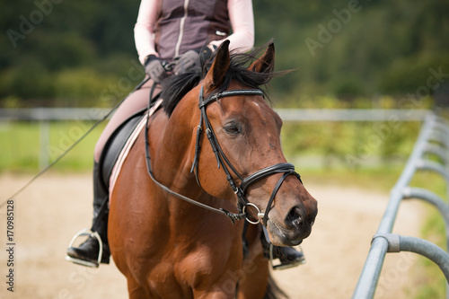 Aufmerksames Pferd © RD-Fotografie