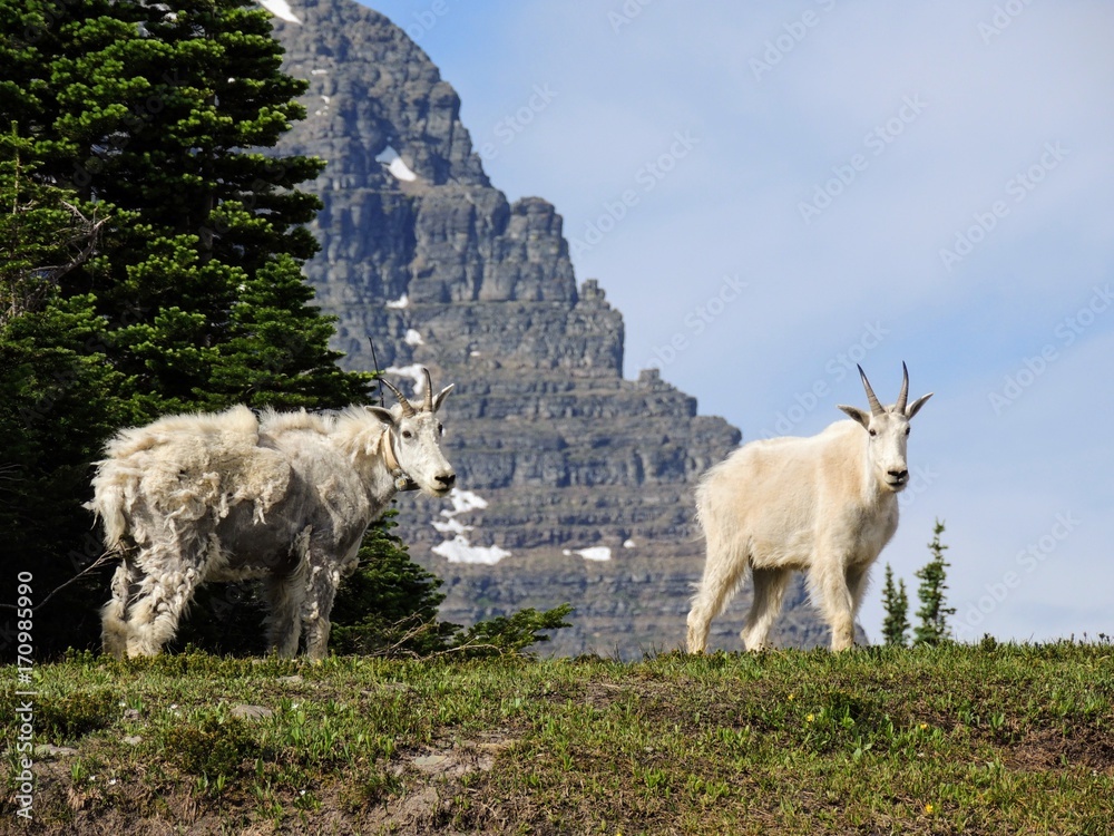 Obraz premium Mountain Goat (oreamnos americanus) at Going-to-the-Sun Road, Along Hiking Trail at Logan Pass Glacier National Park Montana USA